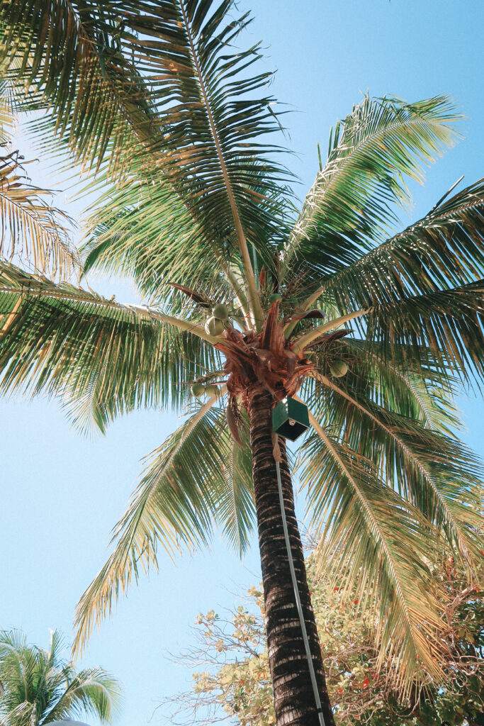 Antiqua & Barbuda destination wedding